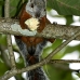 squirrel_variegated_tar_v_0229_cos0534.jpg